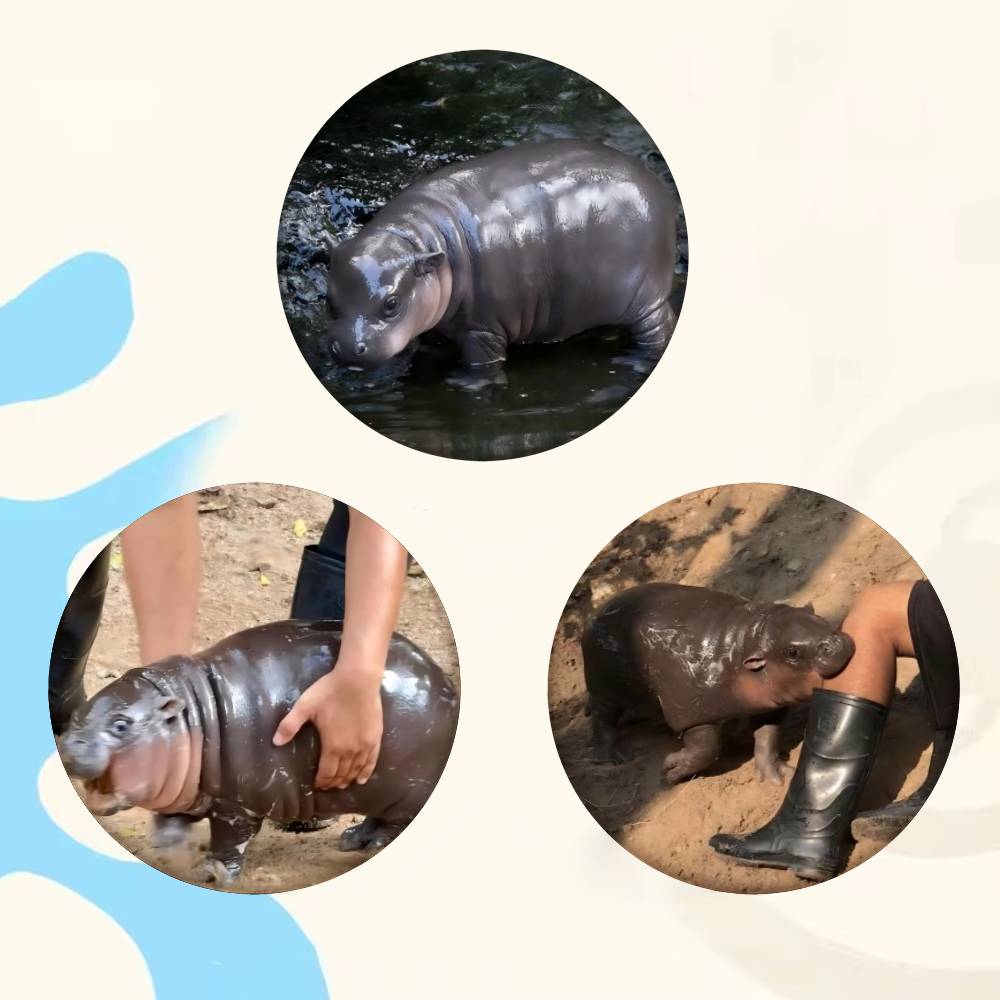 Baby Hippo Moo Deng Badge Tinp - Baby Clothing Japan 评论和价格